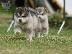PoulaTo: ALASKA MALAMUTE